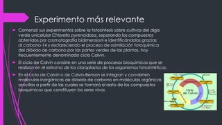 Experimento más relevante
 Comenzó sus experimentos sobre la fotosíntesis sobre cultivos del alga
verde unicelular Chlorella pyrenoidosa, separando los compuestos
obtenidos por cromatografía bidimensionl e identificándolos gracias
al carbono-14 y esclareciendo el proceso de asimilación fotoquímica
del dióxido de carbono por las partes verdes de las plantas, hoy
frecuentemente denominado ciclo Calvin.
 El ciclo de Calvin consiste en una serie de procesos bioquímicos que se
realizan en el estroma de los cloroplastos de los organismos fotosintéticos.
 En el ciclo de Calvin o de Calvin-Benson se integran y convierten
moléculas inorgánicas de dióxido de carbono en moléculas orgánicas
sencillas a partir de las cuales se formará el resto de los compuestos
bioquímicos que constituyen los seres vivos
 