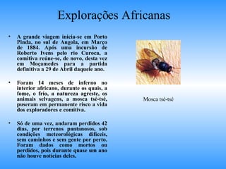 Explorações Africanas A grande viagem inicia-se em Porto Pinda, no sul de Angola, em Março de 1884. Após uma incursão de Roberto Ivens pelo rio Curoca, a comitiva reúne-se, de novo, desta vez em Moçamedes para a partida definitiva a 29 de Abril daquele ano. Foram 14 meses de inferno no interior africano, durante os quais, a fome, o frio, a natureza agreste, os animais selvagens, a mosca tsé-tsé, puseram em permanente risco a vida dos exploradores e comitiva. Só de uma vez, andaram perdidos 42 dias, por terrenos pantanosos, sob condições meteorológicas difíceis, sem caminhos e sem gente por perto. Foram dados como mortos ou perdidos, pois durante quase um ano não houve notícias deles. Mosca tsé-tsé 
