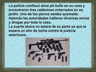  La policía confiscó doce pit bulls en su casa y
 encontraron tres cadáveres enterrados en su
 jardín. Uno de los perros estaba quemado.
 Además las autoridades hallaron diversas armas
 y drogas por toda la casa.
 La suerte ahora no estará de su parte ya que le
 espera un año de lucha contra la justicia
 americana.
 