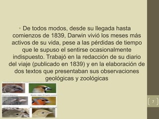 • De todos modos, desde su llegada hasta
comienzos de 1839, Darwin vivió los meses más
activos de su vida, pese a las pérdidas de tiempo
que le supuso el sentirse ocasionalmente
indispuesto. Trabajó en la redacción de su diario
del viaje (publicado en 1839) y en la elaboración de
dos textos que presentaban sus observaciones
geológicas y zoológicas
7
 