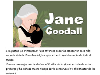 ¿Te gustan los chimpancés? Pues entonces deberías conocer un poco más
sobre la vida de Jane Goodall, la mayor experta en chimpancés de todo el
mundo.
Jane es una mujer que ha dedicado 58 años de su vida al estudio de estos
primates y ha luchado mucho tiempo por la conservación y el bienestar de los
animales.
 