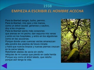 Para la libertad sangro, lucho, pervivo.
Para la libertad, mis ojos y mis manos,
como un árbol caudal, generoso y cautivo,
doy a los cirujanos.
Para la libertad siento más corazones
que arenas en mi pecho; dan espuma mis venas
y entro en los hospitales, y entro en los algodones
como en las azucenas.
Porque donde unas cuencas vacías amanezcan
ella pondrá dos piedras de futura mirada
y hará que nuevos brazos y nuevas piernas crezcan
en la carne talada.
Retoñarán aladas de savia sin otoño
reliquias de mi cuerpo que pierdo en cada herida
Porque soy como el árbol talado, que retoño:
porque aún tengo la vida.
 