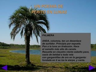 PALMERA
 
ANDA, columna, ten un desenlace
de surtidor. Principia por espuela.
Pon a la luna un tirabuzón. Hace
el camello más alto de canela.
Resuelta en claustro viento esbelto pace,
oasis de beldad a toda vela
con gargantillas de oro en la garganta:
fundada en ti se iza la sierpe, y canta.
 