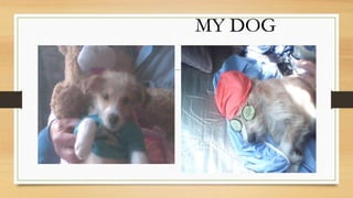 MY DOG
 