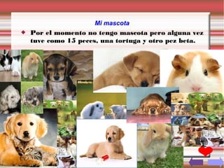 Mi mascota
   Por el momento no tengo mascota pero alguna vez
    tuve como 15 peces, una tortuga y otro pez beta.
 