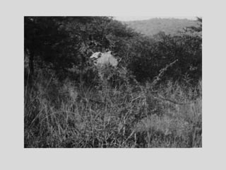 Katharine Patience Hague - Part 2, Biographical photographs 1916 -1946