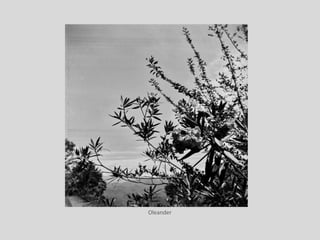 Oleander
 