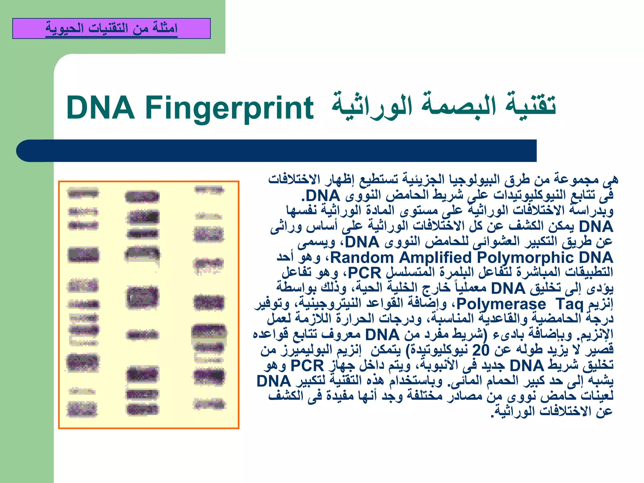 ‫الوراثية‬ ‫البصمة‬ ‫تقنية‬DNA Fingerprint
‫االختالفات‬ ‫إظهار‬ ‫تستطيع‬ ‫الجزيئية‬ ‫البيولوجيا‬ ‫طرق‬ ‫من‬ ‫مجموعة‬ ‫هى‬
‫النووى‬ ‫الحامض‬ ‫شريط‬ ‫على‬ ‫النيوكليوتيدات‬ ‫تتابع‬ ‫فى‬DNA.
‫نفسها‬ ‫الوراثية‬ ‫المادة‬ ‫مستوى‬ ‫على‬ ‫الوراثية‬ ‫االختالفات‬ ‫وبدراسة‬
DNA‫وراثى‬ ‫أساس‬ ‫على‬ ‫الوراثية‬ ‫االختالفات‬ ‫كل‬ ‫عن‬ ‫الكشف‬ ‫يمكن‬
‫النووى‬ ‫للحامض‬ ‫العشوائى‬ ‫التكبير‬ ‫طريق‬ ‫عن‬DNA,‫ويسمى‬
Random Amplified Polymorphic DNA,‫أحد‬ ‫وهو‬
‫المتسلسل‬ ‫البلمرة‬ ‫لتفاعل‬ ‫المباشرة‬ ‫التطبيقات‬PCR,‫تفاعل‬ ‫وهو‬
‫تخليق‬ ‫إلى‬ ‫يؤدى‬DNA‫الحية‬ ‫الخلية‬ ‫خارج‬ ‫معمليا‬,‫بواسطة‬ ‫وذلك‬
‫إنزيم‬Polymerase Taq,‫النيتروجينية‬ ‫القواعد‬ ‫وإضافة‬,‫وتوفير‬
‫المناسبة‬ ‫والقاعدية‬ ‫الحامضية‬ ‫درجة‬,‫لعمل‬ ‫الالزمة‬ ‫الحرارة‬ ‫ودرجات‬
‫اإلنزيم‬.‫بادىء‬ ‫وبإضافة‬(‫من‬ ‫مفرد‬ ‫شريط‬DNA‫قواعده‬ ‫تتابع‬ ‫معروف‬
‫عن‬ ‫طوله‬ ‫يزيد‬ ‫ال‬ ‫قصير‬20‫نيوكليوتيدة‬)‫من‬ ‫البوليميرز‬ ‫إنزيم‬ ‫يتمكن‬
‫شريط‬ ‫تخليق‬DNA‫األنبوبة‬ ‫فى‬ ‫جديد‬,‫جهاز‬ ‫داخل‬ ‫ويتم‬PCR‫وهو‬
‫المائى‬ ‫الحمام‬ ‫كبير‬ ‫حد‬ ‫إلى‬ ‫يشبه‬.‫لتكبير‬ ‫التقنية‬ ‫هذه‬ ‫وباستخدام‬DNA
‫الكشف‬ ‫فى‬ ‫مفيدة‬ ‫أنها‬ ‫وجد‬ ‫مختلفة‬ ‫مصادر‬ ‫من‬ ‫نووى‬ ‫حامض‬ ‫لعينات‬
‫الوراثية‬ ‫االختالفات‬ ‫عن‬.
‫الحيوية‬ ‫التقنيات‬ ‫من‬ ‫امثلة‬
 