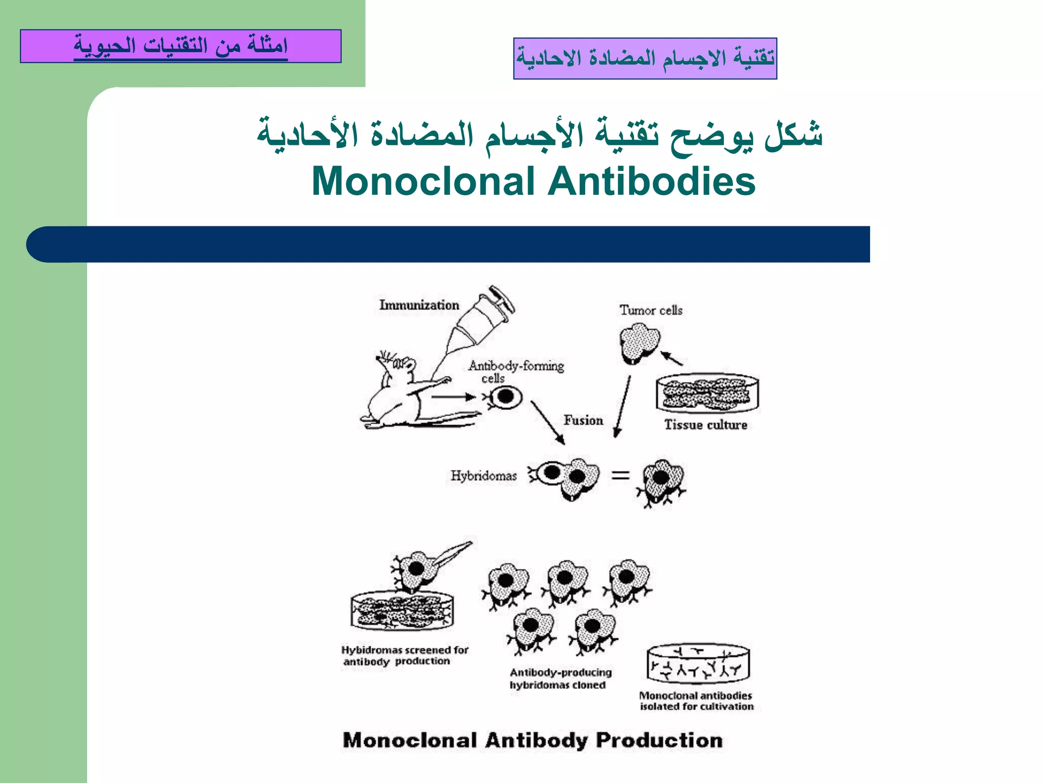 ‫يوضح‬ ‫شكل‬‫المضادة‬ ‫األجسام‬ ‫تقنية‬‫األحادية‬
Monoclonal Antibodies
‫المضادة‬ ‫االجسام‬ ‫تقنية‬‫االحادية‬‫الحيوية‬ ‫التقنيات‬ ‫من‬ ‫امثلة‬
 