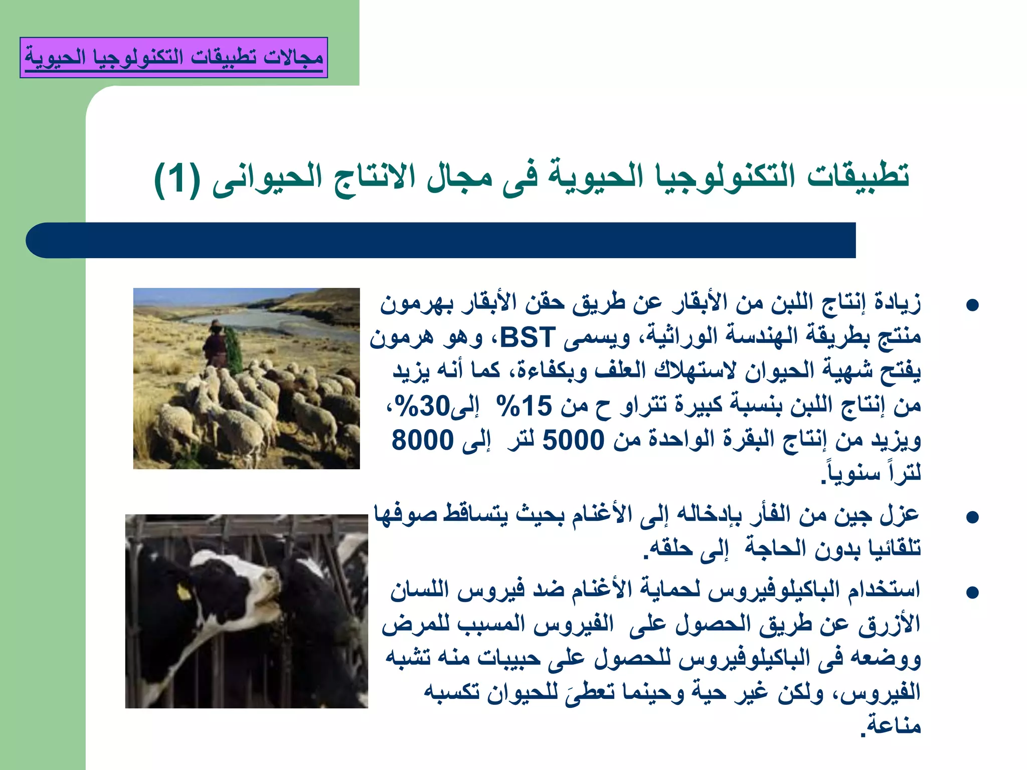 ‫مجال‬ ‫فى‬ ‫الحيوية‬ ‫التكنولوجيا‬ ‫تطبيقات‬‫الحيوانى‬ ‫االنتاج‬(1)
‫بهرمون‬ ‫األبقار‬ ‫حقن‬ ‫طريق‬ ‫عن‬ ‫األبقار‬ ‫من‬ ‫اللبن‬ ‫إنتاج‬ ‫زيادة‬
‫الوراثية‬ ‫الهندسة‬ ‫بطريقة‬ ‫منتج‬,‫ويسمى‬BST,‫هرمون‬ ‫وهو‬
‫وبكفاءة‬ ‫العلف‬ ‫الستهالك‬ ‫الحيوان‬ ‫شهية‬ ‫يفتح‬,‫يزيد‬ ‫أنه‬ ‫كما‬
‫من‬ ‫ح‬ ‫تتراو‬ ‫كبيرة‬ ‫بنسبة‬ ‫اللبن‬ ‫إنتاج‬ ‫من‬15%‫إلى‬30%,
‫من‬ ‫الواحدة‬ ‫البقرة‬ ‫إنتاج‬ ‫من‬ ‫ويزيد‬5000‫إلى‬ ‫لتر‬8000
‫سنويا‬ ‫لترا‬.
‫صوفها‬ ‫يتساقط‬ ‫بحيث‬ ‫األغنام‬ ‫إلى‬ ‫بإدخاله‬ ‫الفأر‬ ‫من‬ ‫جين‬ ‫عزل‬
‫حلقه‬ ‫إلى‬ ‫الحاجة‬ ‫بدون‬ ‫تلقائيا‬.
‫اللسان‬ ‫فيروس‬ ‫ضد‬ ‫األغنام‬ ‫لحماية‬ ‫الباكيلوفيروس‬ ‫استخدام‬
‫للمرض‬ ‫المسبب‬ ‫الفيروس‬ ‫على‬ ‫الحصول‬ ‫طريق‬ ‫عن‬ ‫األزرق‬
‫تشبه‬ ‫منه‬ ‫حبيبات‬ ‫على‬ ‫للحصول‬ ‫الباكيلوفيروس‬ ‫فى‬ ‫ووضعه‬
‫الفيروس‬,‫تكسبه‬ ‫للحيوان‬ َ‫تعطى‬ ‫وحينما‬ ‫حية‬ ‫غير‬ ‫ولكن‬
‫مناعة‬.
‫مجاالت‬‫الحيوية‬ ‫التكنولوجيا‬ ‫تطبيقات‬
 