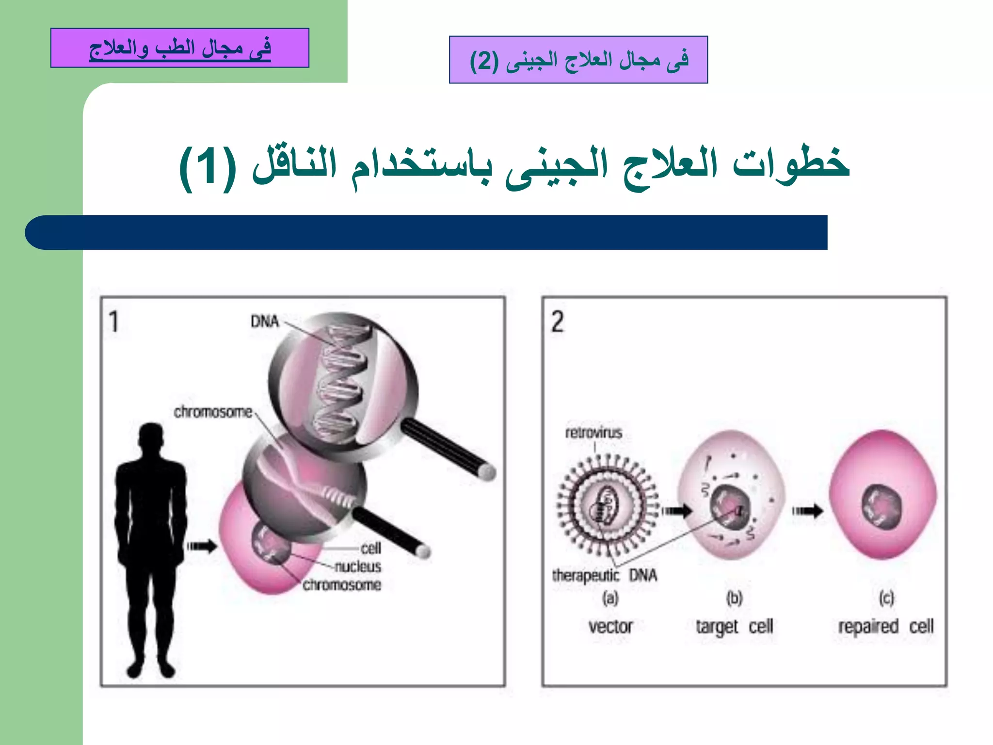 ‫الناقل‬ ‫باستخدام‬ ‫الجينى‬ ‫العالج‬ ‫خطوات‬(1)
‫فى‬‫الجينى‬ ‫العالج‬ ‫مجال‬(2)‫والعالج‬ ‫الطب‬ ‫مجال‬ ‫فى‬
 