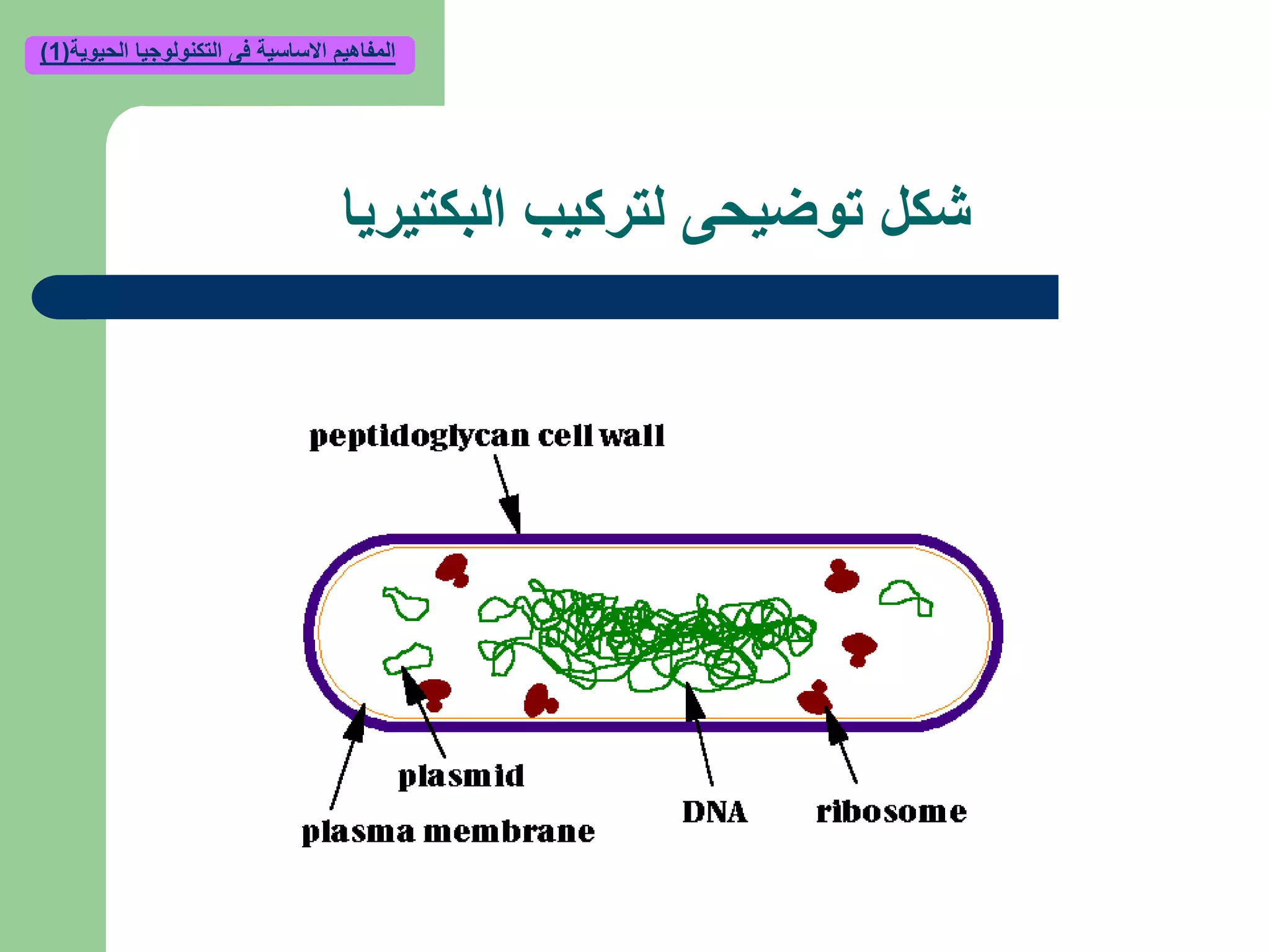 ‫البكتيريا‬ ‫لتركيب‬ ‫توضيحى‬ ‫شكل‬
‫الحيوية‬ ‫التكنولوجيا‬ ‫فى‬ ‫االساسية‬ ‫المفاهيم‬(1)
 