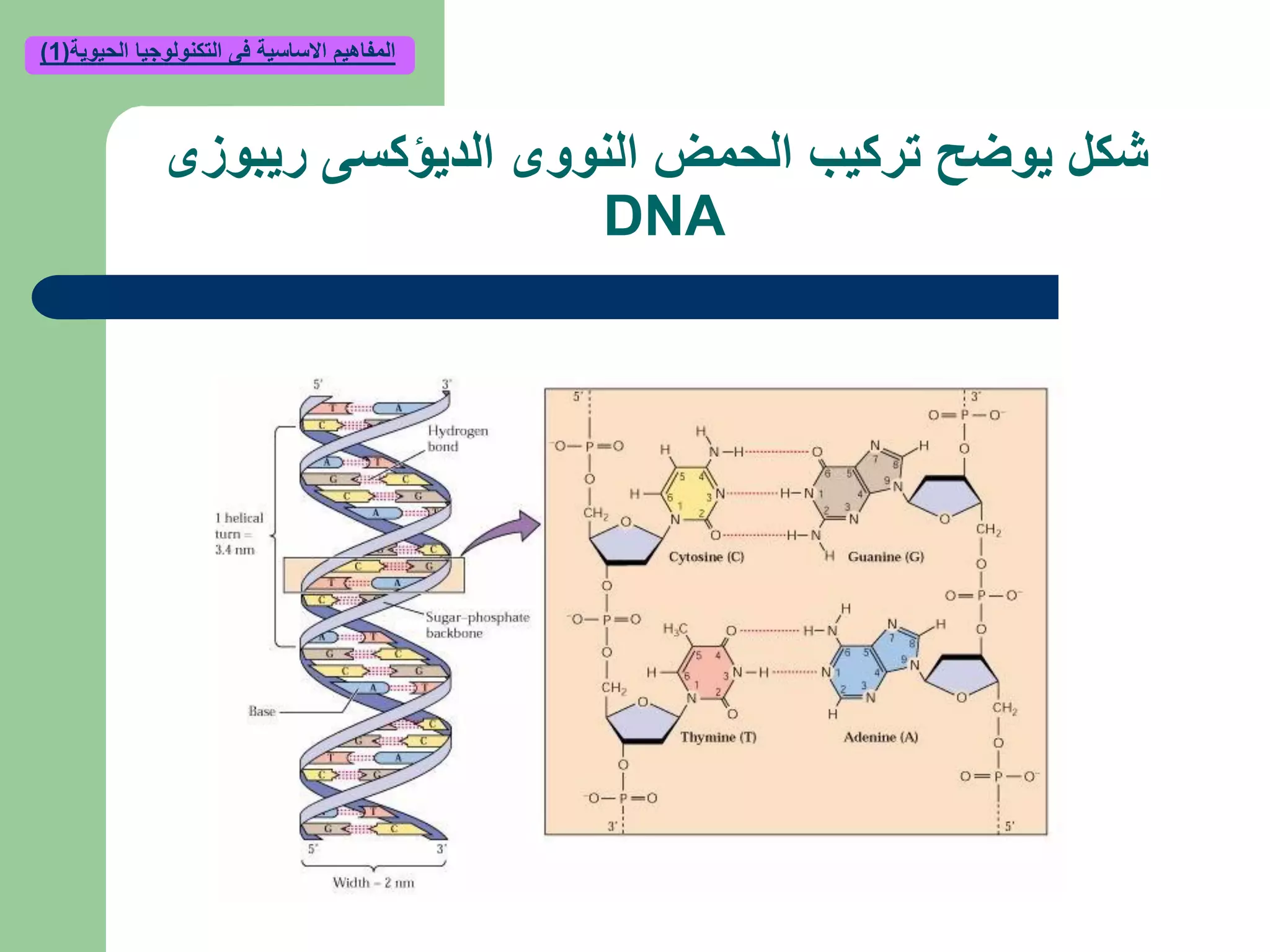 ‫تركيب‬ ‫يوضح‬ ‫شكل‬‫ريبوزى‬ ‫الديؤكسى‬ ‫النووى‬ ‫الحمض‬
DNA
‫الحيوية‬ ‫التكنولوجيا‬ ‫فى‬ ‫االساسية‬ ‫المفاهيم‬(1)
 
