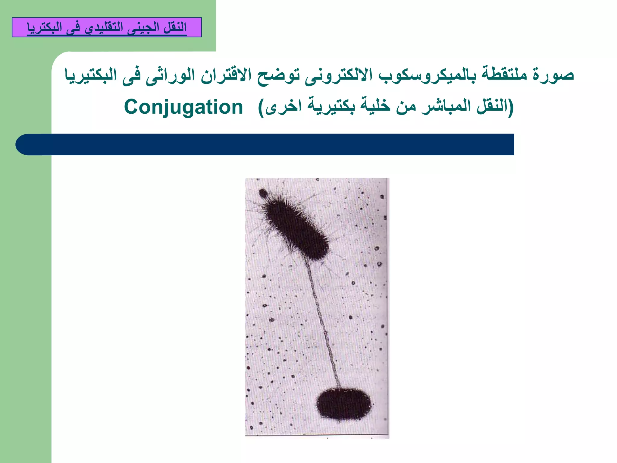 ‫توضح‬ ‫االلكترونى‬ ‫بالميكروسكوب‬ ‫ملتقطة‬ ‫صورة‬‫الوراثى‬ ‫االقتران‬‫البكتيريا‬ ‫فى‬
(‫خلية‬ ‫من‬ ‫المباشر‬ ‫النقل‬‫بكتيرية‬‫اخرى‬)Conjugation
‫البكتريا‬ ‫فى‬ ‫التقليدي‬ ‫الجينى‬ ‫النقل‬
 
