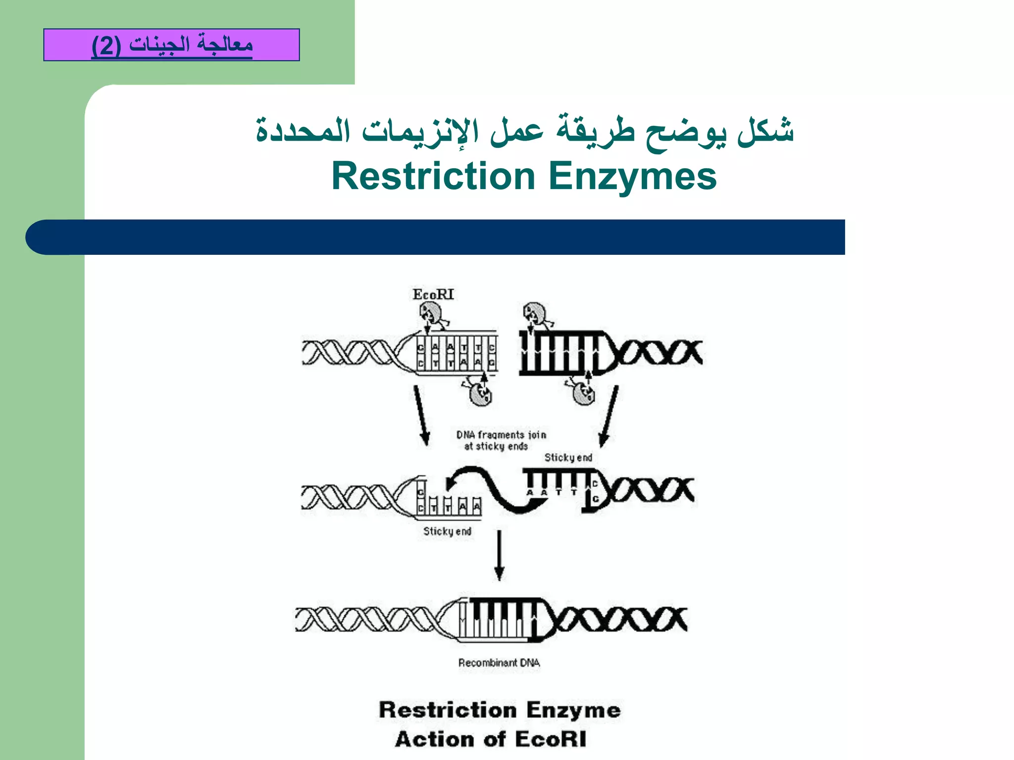 ‫عمل‬ ‫طريقة‬ ‫يوضح‬ ‫شكل‬‫المحددة‬ ‫اإلنزيمات‬
Restriction Enzymes
‫الجينات‬ ‫معالجة‬(2)
 