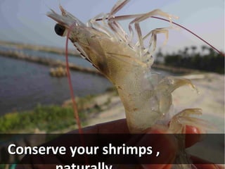 Conserve your shrimps ,Conserve your shrimps ,
 