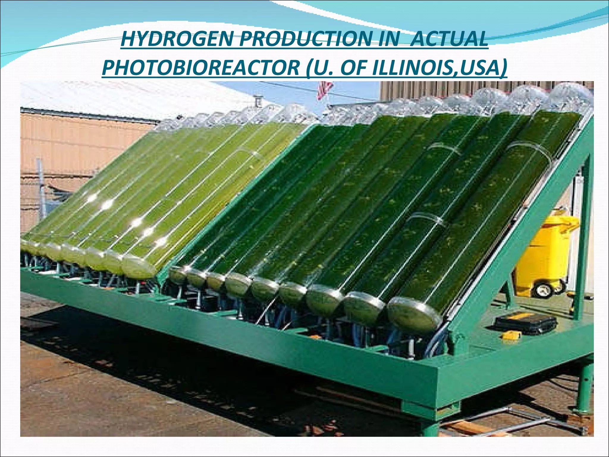 HYDROGEN PRODUCTION IN  ACTUAL PHOTOBIOREACTOR (U. OF ILLINOIS,USA) 