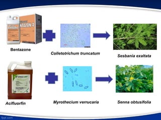 Bioherbicide and allelochemicals.ppt