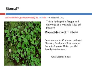 Round-leaved mallow
Comman name: Common mallow,,
Cheeses, Garden mallow, amours
Botanical name: Malva pusilla
Family: Malvaceae
Biomal®
This is hydrophilic fungus and
delivered as a wettable silica gel
powder.
Colletotrichum gloeosporiodes f. sp. Malvae --- Canada in 1992
wheat, lentils & flax
 