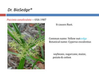 Dr. BioSedge®
Puccinia canaliculata ---USA 1987
Comman name: Yellow nutsedge
Botanical name: Cyperus esculentus
It causes Rust.
soybeans, sugarcane, maize,
potato & cotton
 