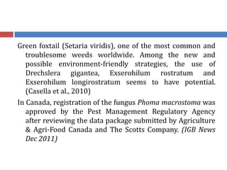 Green foxtail (Setaria viridis), one of the most common and
troublesome weeds worldwide. Among the new and
possible environment-friendly strategies, the use of
Drechslera gigantea, Exserohilum rostratum and
Exserohilum longirostratum seems to have potential.
(Casella et al., 2010)
In Canada, registration of the fungus Phoma macrostoma was
approved by the Pest Management Regulatory Agency
after reviewing the data package submitted by Agriculture
& Agri-Food Canada and The Scotts Company. (IGB News
Dec 2011)
 