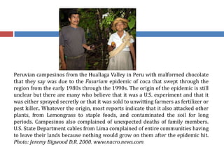 Peruvian campesinos from the Huallaga Valley in Peru with malformed chocolate
that they say was due to the Fusarium epidemic of coca that swept through the
region from the early 1980s through the 1990s. The origin of the epidemic is still
unclear but there are many who believe that it was a U.S. experiment and that it
was either sprayed secretly or that it was sold to unwitting farmers as fertilizer or
pest killer.. Whatever the origin, most reports indicate that it also attacked other
plants, from Lemongrass to staple foods, and contaminated the soil for long
periods. Campesinos also complained of unexpected deaths of family members.
U.S. State Department cables from Lima complained of entire communities having
to leave their lands because nothing would grow on them after the epidemic hit.
Photo: Jeremy Bigwood D.R. 2000. www.nacro.news.com
 