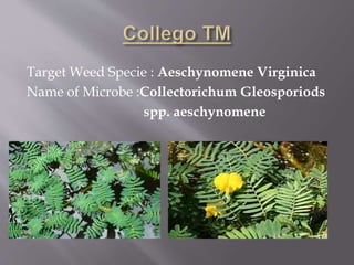 Target Weed Specie : Aeschynomene Virginica
Name of Microbe :Collectorichum Gleosporiods
spp. aeschynomene
 