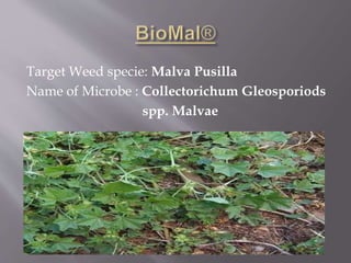 Target Weed specie: Malva Pusilla
Name of Microbe : Collectorichum Gleosporiods
spp. Malvae
 