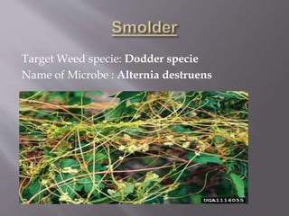 Target Weed specie: Dodder specie
Name of Microbe : Alternia destruens
 