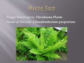 Target Weed specie: Deciduous Plants
Name of Microbe :Chondrosterium purpurium
 