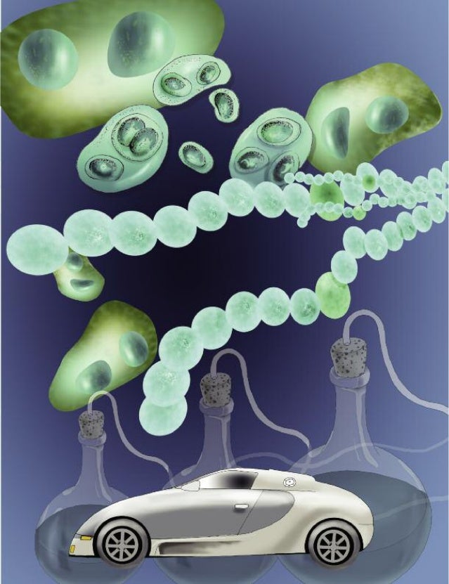 Comunicaciones libres
82 ciencia • julio-septiembre 2012
en la producción de hidrógeno; Arthrospira (Spirulina pla-
tensis...