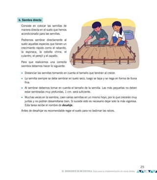 Consiste en colocar las semillas de
manera directa en el suelo que hemos
acondicionado para las semillas.
Podremos sembrar directamente al
suelo aquellas especies que tienen un
crecimiento rápido como el rabanito,
la espinaca, la cebolla china, el
culantro, el perejil y el zapallo.
Para que realicemos una correcta
siembra debemos hacer lo siguiente:
b. Siembra directa
• Distanciar las semillas tomando en cuenta el tamaño que tendrán al crecer.
• La semilla siempre se debe sembrar en suelo seco, luego se tapa y se riega en forma de lluvia
fina.
• Al sembrar debemos tomar en cuenta el tamaño de la semilla. Las más pequeñas no deben
estar sembradas muy profundas, 1 cm. será suficiente.
• Muchas veces en la siembra, caen varias semillas en un mismo hoyo, por lo que crecerán muy
juntas y no podrán desarrollarse bien. Si sucede esto es necesario dejar solo la más vigorosa.
Esta tarea recibe el nombre de desahije.
Antes de desahijar es recomendable regar el suelo para no lastimar las raíces.
25
EL BIOHUERTO EN MI ESCUELA. Guía para su implementación en zonas áridas
 