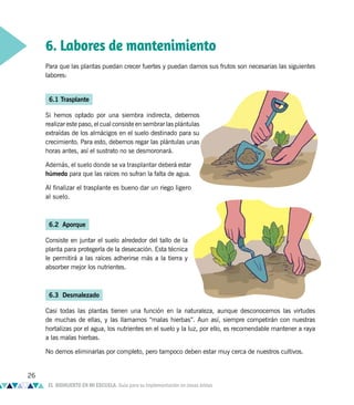 6.1 Trasplante
Si hemos optado por una siembra indirecta, debemos
realizar este paso, el cual consiste en sembrar las plántulas
extraídas de los almácigos en el suelo destinado para su
crecimiento. Para esto, debemos regar las plántulas unas
horas antes, así el sustrato no se desmoronará.
Además, el suelo donde se va trasplantar deberá estar
húmedo para que las raíces no sufran la falta de agua.
Al finalizar el trasplante es bueno dar un riego ligero
al suelo.
6.2 Aporque
Consiste en juntar el suelo alrededor del tallo de la
planta para protegerla de la desecación. Esta técnica
le permitirá a las raíces adherirse más a la tierra y
absorber mejor los nutrientes.
6.3 Desmalezado
Casi todas las plantas tienen una función en la naturaleza, aunque desconocemos las virtudes
de muchas de ellas, y las llamamos “malas hierbas”. Aun así, siempre competirán con nuestras
hortalizas por el agua, los nutrientes en el suelo y la luz, por ello, es recomendable mantener a raya
a las malas hierbas.
No demos eliminarlas por completo, pero tampoco deben estar muy cerca de nuestros cultivos.
Para que las plantas puedan crecer fuertes y puedan darnos sus frutos son necesarias las siguientes
labores:
6. Labores de mantenimiento
26
EL BIOHUERTO EN MI ESCUELA. Guía para su implementación en zonas áridas
 