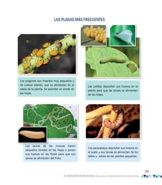 Las larvas de las moscas hacen
pequeños túneles en las hojas o ponen
sus huevos en las flores para que sus
larvas se alimenten del fruto.
Los escarabajos depositan sus huevos en
el suelo y sus larvas se alimentan de los
tallos y raíces de las plantas pequeñas.
Los pulgones son insectos muy pequeños y
de cuerpo blando, que se alimentan de la
sabia de la planta. Se asientan en envés de
las hojas.
Las polillas depositan sus huevos en la
planta para que las larvas se alimenten
de las hojas.
LAS PLAGAS MÁS FRECUENTES
29
EL BIOHUERTO EN MI ESCUELA. Guía para su implementación en zonas áridas
 