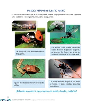 ¡Debemos reconocer a estos insectos en nuestra huerta y cuidarlos!
Algunos chinches se alimentan de larvas de
polillas.
Las mariquitas y sus larvas se alimentan
de pulgones.
Las avispas ponen huevos dentro del
cuerpo de larvas de polillas y pulgones.
Al emerger del huevo las larvas se
alimentan del cuerpo de su hospedador.
Las arañas también atrapan en sus redes
a moscas y otros insectos pequeños
perjudiciales.
INSECTOS ALIADOS DE NUESTRO HUERTO
La naturaleza nos muestra que en el mundo de los insectos las plagas tienen cazadores, conocidos
como predatores o enemigos naturales, como las siguientes:
30
EL BIOHUERTO EN MI ESCUELA. Guía para su implementación en zonas áridas
 