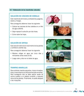 6.7 Elaboración de los insecticidas naturales
SOLUCIÓN DE CÁSCARA DE CEBOLLA
Este insecticida eliminará y contralará los pulgones,
ácaros y hongos.
Para conseguirlo debemos hacer los siguiente:
• Colocar las cascaras de tres cebollas en un litro
de agua caliente.
• Dejar reposar la solución por dos horas.
• Echar sobre las hojas.
SOLUCIÓN DE ORTIGA
Esta solución estimula el crecimiento de las plantas
y controla la arañita roja.
Para conseguirlo debemos hacer los siguiente:
• Macerar ortigas en agua por cinco días y
removerlas varias veces al día.
• Luego colar y diluir en el doble de agua.
TRAMPAS AMARILLAS
Para controlar insectos pequeños: mosca minadora,
trips y mosca blanca se utiliza las trampas amarillas.
Para conseguirlo solo se debe aplicar aceite de
cocina (usado) a un plástico amarillo y colocarlo
cerca de las plantas. Finalmente, el aceite atrapará
a las mosquitas.
31
EL BIOHUERTO EN MI ESCUELA. Guía para su implementación en zonas áridas
 