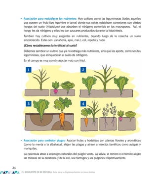 • Asociación para restablecer los nutrientes: Hay cultivos como las leguminosas (todas aquellas
que poseen un fruto tipo legumbre o vaina) donde sus raíces establecen conexiones con ciertos
hongos del suelo (rhizobium) que absorben el nitrógeno contenido en los macroporos. Así, el
hongo les da nitrógeno y ellas les dan azucares producidos durante la fotosíntesis.
También hay cultivos muy exigentes en nutrientes, dejando luego de la cosecha un suelo
empobrecido. Estas son: zanahoria, apio, maí z, col, repollo y nabo.
¿Cómo restablecemos la fertilidad al suelo?
Debemos sembrar un cultivo que ya no extraiga más nutrientes, sino que los aporte, como son las
leguminosas, que enriquecerán el suelo de nitrógeno.
En el campo es muy común asociar maíz con frijol.
• Asociación para controlar plagas: Asociar frutas y hortalizas con plantas florales y aromáticas
(como la menta o la albahaca), alejan las plagas y atraen a insectos benéficos como avispas y
mariquitas.
La caléndula atrae a enemigos naturales del pulgón verde. La salvia, el romero o el tomillo alejan
las moscas de la zanahoria y de la col, las hormigas y los pulgones respectivamente.
1
3
2
4
34
EL BIOHUERTO EN MI ESCUELA. Guía para su implementación en zonas áridas
 