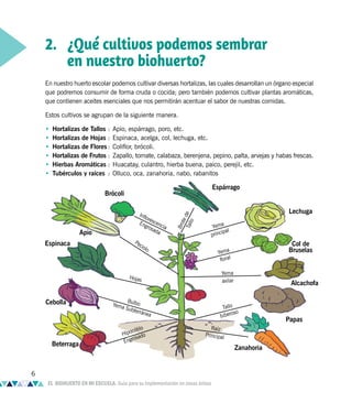 2. ¿Qué cultivos podemos sembrar
en nuestro biohuerto?
En nuestro huerto escolar podemos cultivar diversas hortalizas, las cuales desarrollan un órgano especial
que podremos consumir de forma cruda o cocida; pero también podemos cultivar plantas aromáticas,
que contienen aceites esenciales que nos permitirán acentuar el sabor de nuestras comidas.
Estos cultivos se agrupan de la siguiente manera.
• Hortalizas de Tallos : Apio, espárrago, poro, etc.
• Hortalizas de Hojas : Espinaca, acelga, col, lechuga, etc.
• Hortalizas de Flores : Coliflor, brócoli.
• Hortalizas de Frutos : Zapallo, tomate, calabaza, berenjena, pepino, palta, arvejas y habas frescas.
• Hierbas Aromáticas : Huacatay, culantro, hierba buena, paico, perejil, etc.
• Tubérculos y raíces : Olluco, oca, zanahoria, nabo, rabanitos
Espárrago
Brócoli
Apio
Espinaca
Cebolla
Zanahoria
Beterraga
Papas
Alcachofa
Col de
Bruselas
Lechuga
Inflorescencia
Engrosada
B
r
o
t
e
d
e
T
a
l
l
o
Yema
principal
Yema
floral
Yema
axilar
Tallo
tuberoso
Raíz
Principal
Hipocótilo
Engrosado
Bulbo
Yema Subterránea
Peciolo
Hojas
6
EL BIOHUERTO EN MI ESCUELA. Guía para su implementación en zonas áridas
 