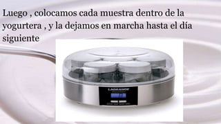 Luego , colocamos cada muestra dentro de la
yogurtera , y la dejamos en marcha hasta el día
siguiente
 