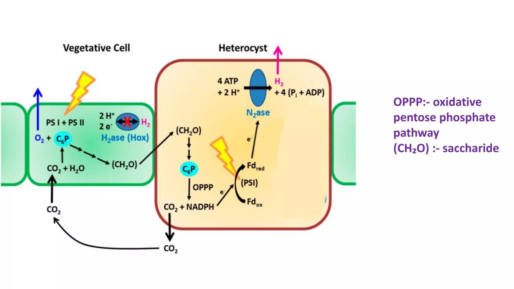 OPPP:- oxidative
pentose phosphate
pathway
(CH₂O) :- saccharide
 