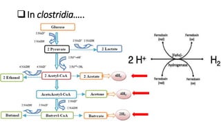 In clostridia…..
 