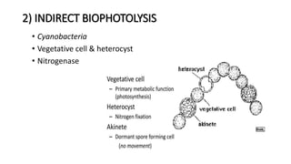 2) INDIRECT BIOPHOTOLYSIS
• Cyanobacteria
• Vegetative cell & heterocyst
• Nitrogenase
 