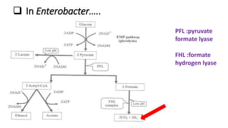  In Enterobacter…..
PFL :pyruvate
formate lyase
FHL :formate
hydrogen lyase
 