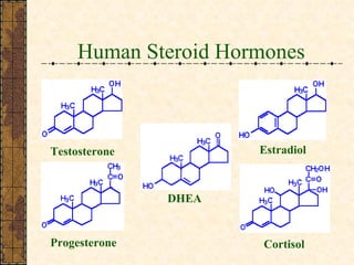 Human Steroid Hormones Testosterone Estradiol Progesterone Cortisol DHEA 