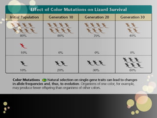 When allele frequencies change due to migration of a small subgroup of a population it is known as th e founder effect.