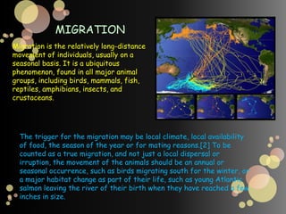 Genetic equilibriumThe situation in which allele frequencies remain constant