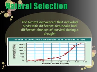 Genetic DriftNatural Selection is not the only source of evolutionary changeIn smallpopulations, an allele can become more or less common by chance