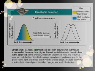 Natural selection and chance events can change the relative frequencies of alleles in a population and lead to speciation.Speciation is the formation of new species.A species is a group of organisms that breed with one another and produce fertile offspring. 
