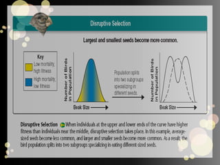 Testing Natural Selection in NatureDarwin hypothesized that finches had descended from a common ancestor and overtime, natural selection shaped the beaks of different bird populations as they adapted to eat different foodsThe Grants, realized that Darwin’s hypothesis relied on two testable assumptions
