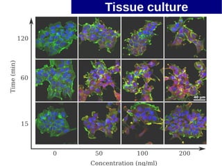 Tissue culture
 